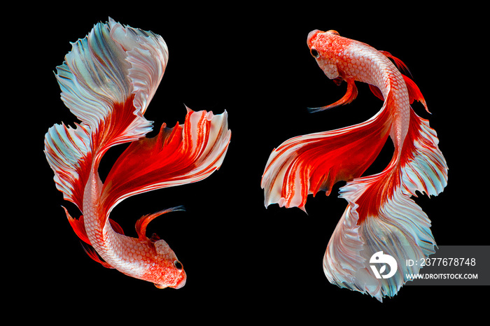 Beautiful movement of two red white betta fish, Fancy Halfmoon Betta, The moving moment beautiful of Siamese Fighting fish, Betta splendens, Rhythmic of Betta fish isolated on black background.