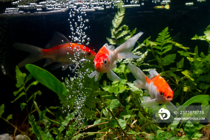 Koi fish Gold background of aquatic plants