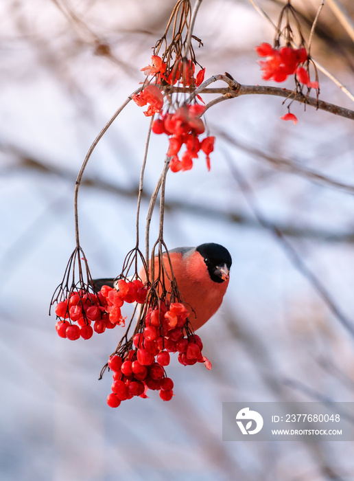 red bullfinch on the twig