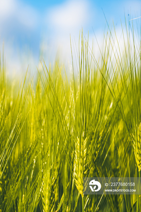 Green wheat on the field in spring. Selective focus, shallow DOF background.