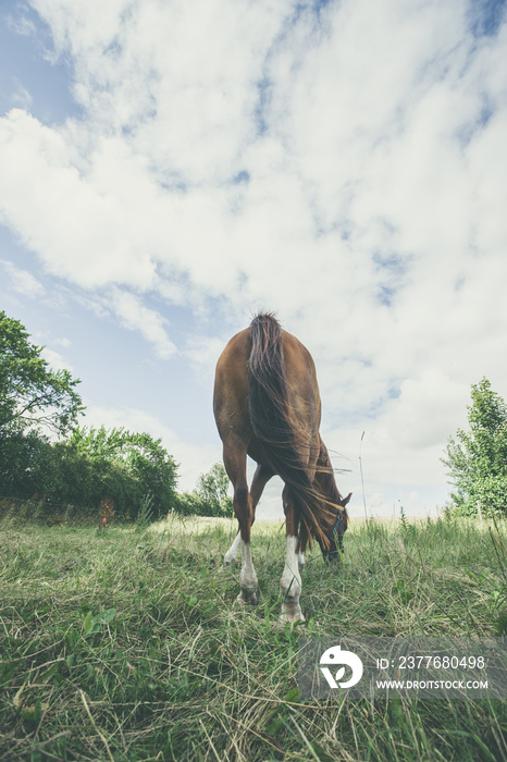 Horse from behind eating grass