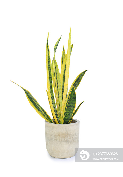 Dracaena trifasciata (Sansevieria laurentii or Snake Plant) in high detail cement pot against white background. Air purifying plant. Image with Clipping path