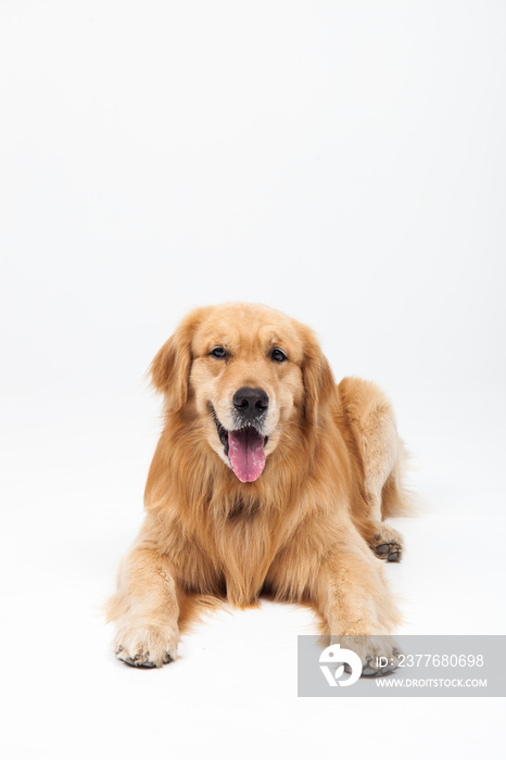 golden retriever dog laying over white background