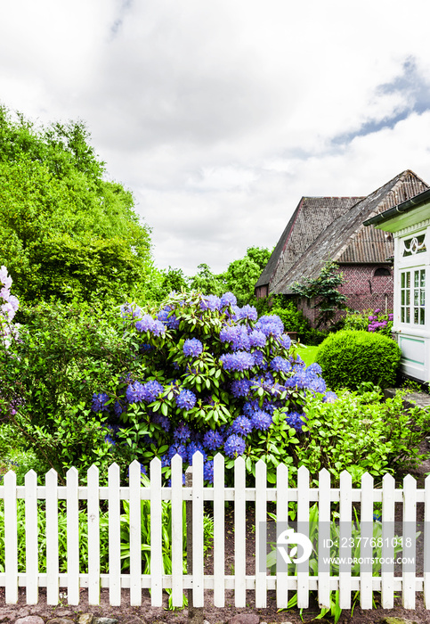 Blaue Hortensien