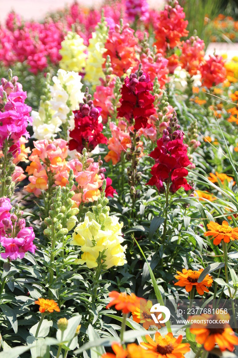 Snapdragons In Bloom, Government House Gardens, Edmonton, Alberta