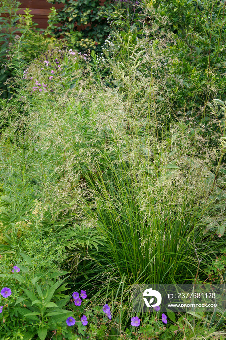 Vertical image of the clump-forming perennial ornamental grass (Deschampsia cespitosa) in flower