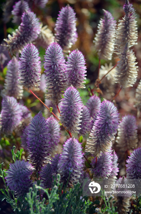 Feathery Australian native purple Ptilotus exaltatus flowers, family Amaranthaceae. Called Mulla Mulla by indigenous Australians.