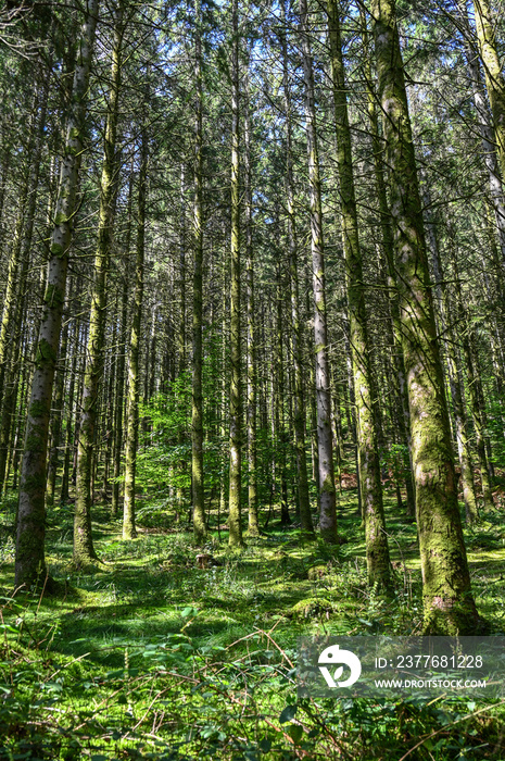 bois foret Belgique Wallonie Ardenne Ardennes arbre