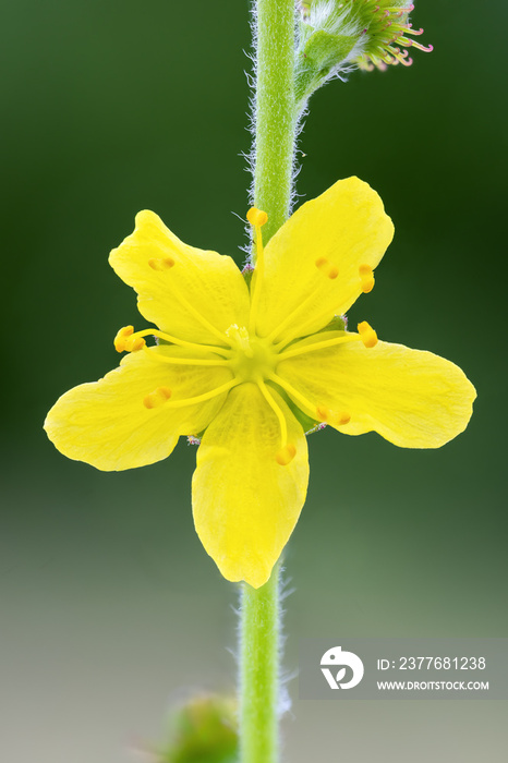 close up of a Fresh yellow flower of Common Agrimony ( Agrimonia eupatoria )