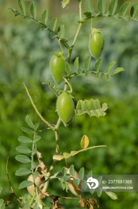 Lentil plant Lens culinaris