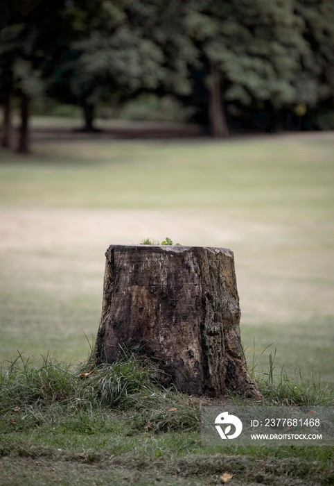 Abstract shot of a felled tree trunk stump in a field