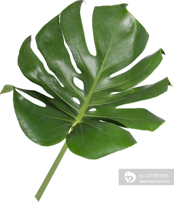 Monstera leaf cutout on transparent background.