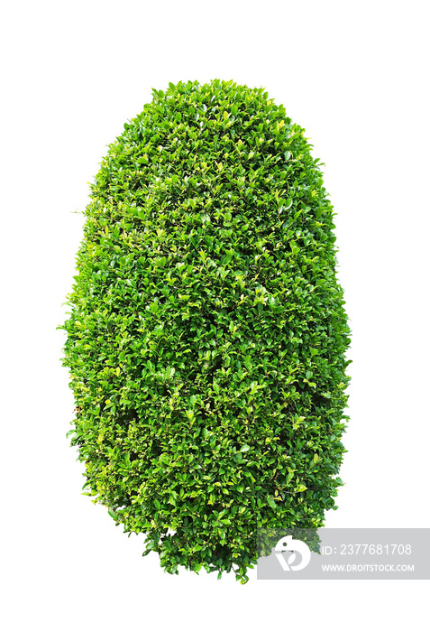 Greenery ficus shrub plant isolated on white background , green leaves bush di cut with clipping path