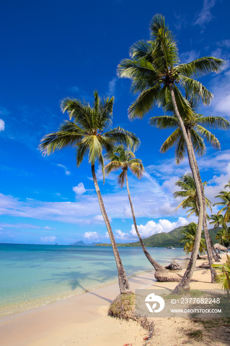 palm tree on the beach