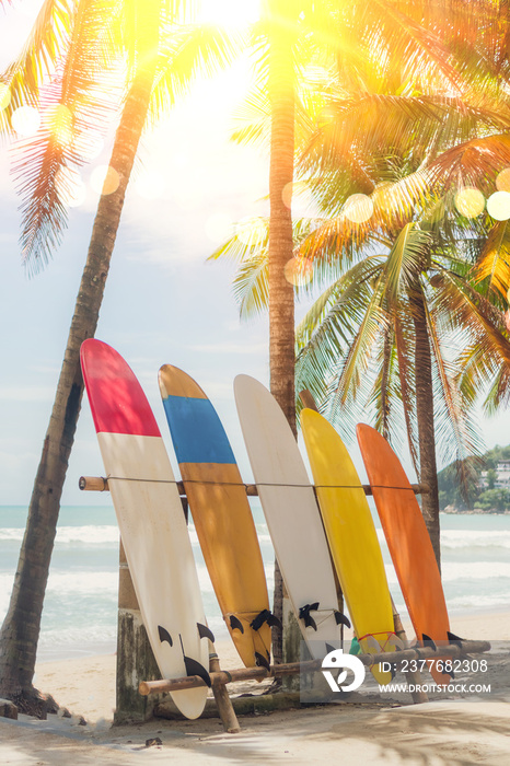 Many surfboards beside coconut trees at summer beach with sun light and blue sky background.