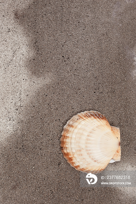 scallop shell sea food