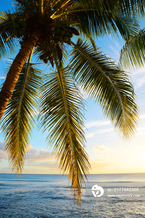 Leaves of coconut palm tree at sunset.Tropical coast of Mauritius island. Indian ocean.