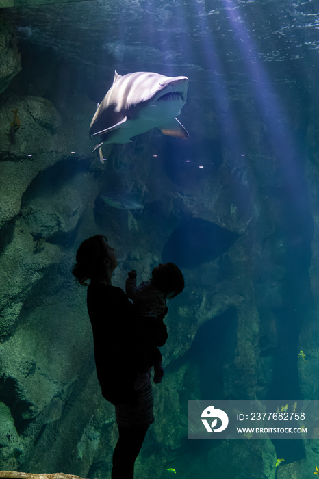 aquarium de la Rochelle