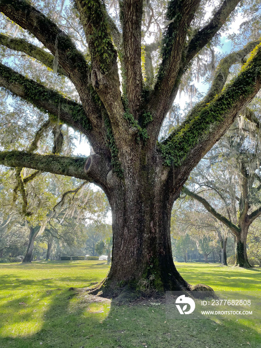 600 year old Virginia oak tree at Eden Gardens State Park Florida