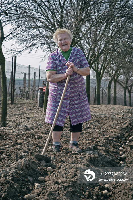 Old woman farmer working on a field planting potatoes.