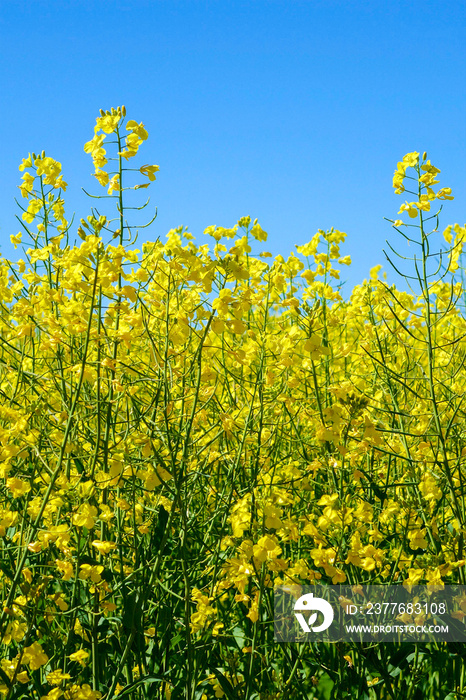 Yellow rape field in spring. Australia.