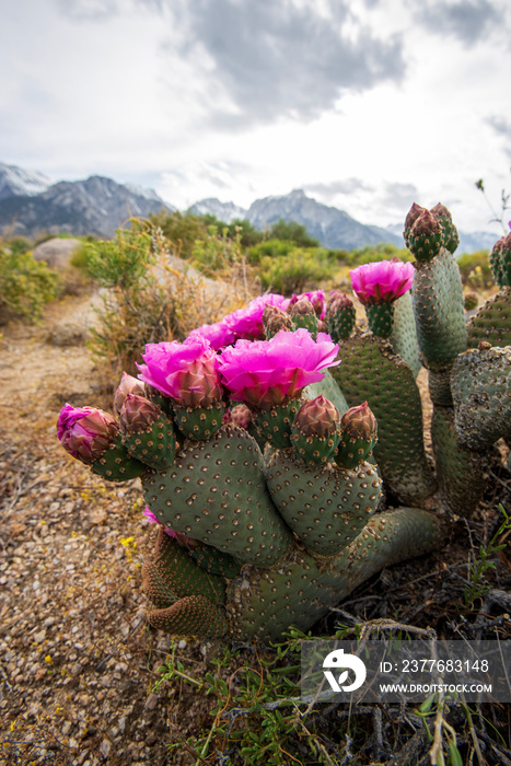 pink cactus flowers blooming in desert landscape Sierra Nevada mountains California