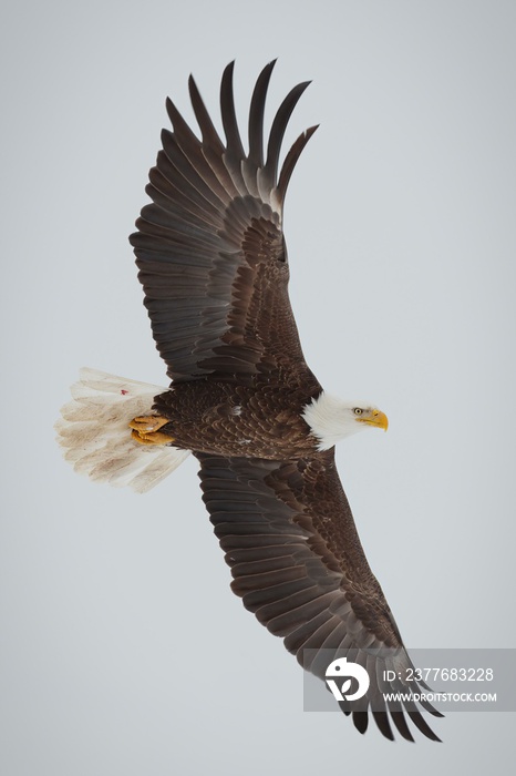 bald eagle in flight