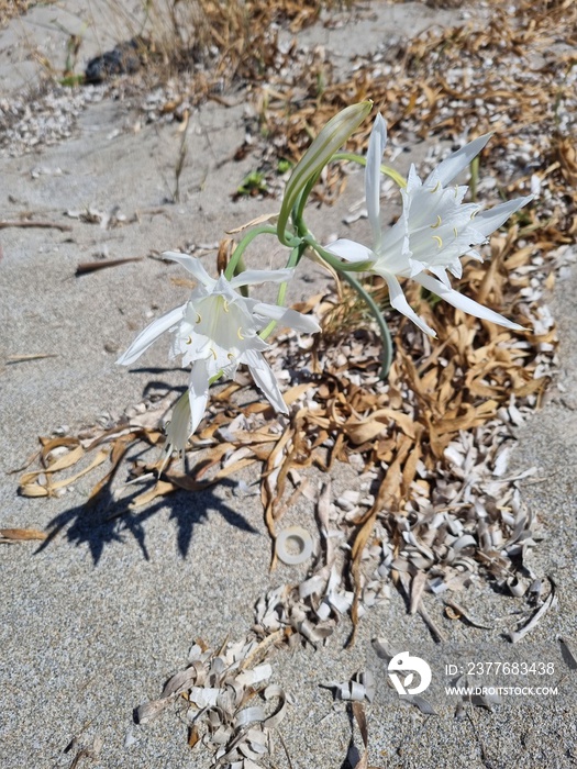 Pancratium Maritimum, sand lily growth in Dune di Piscinas, Sardinia, Italy