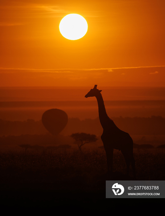 Giraffe silhouette at sunrise