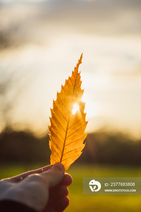 orange colored leave hold by hand in direct sunlight