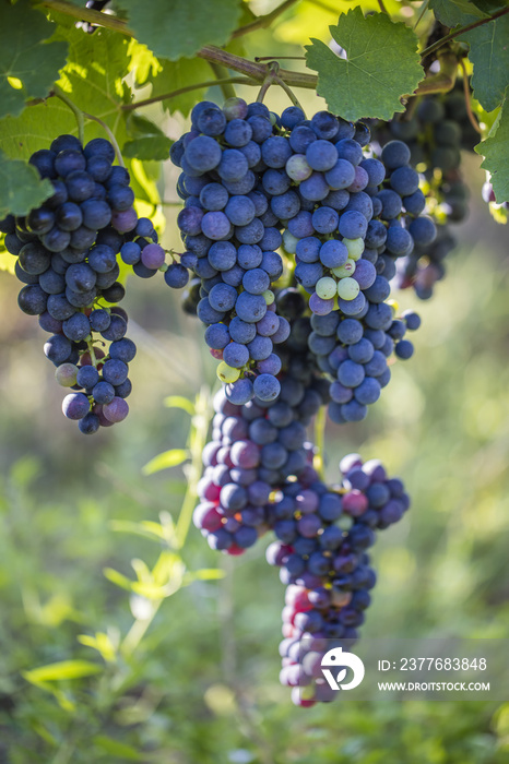 fresh blue grapes in vineyard