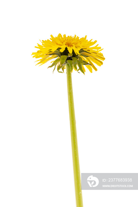 Dandelion isolated white