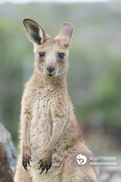 Wild kangaroos in Australia