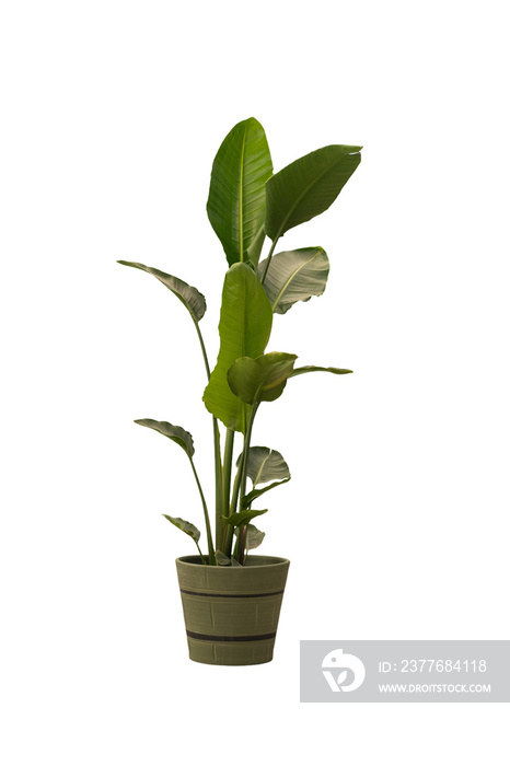 Cut out Strelitzia plant in a pot, home decoration isolated