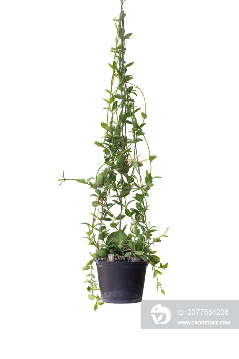 Dischidia vidalii Becc ,Kangaroo Pocket or Ant Plant growing with red flower bloom in black plastic pot isolated on white background included clipping path.