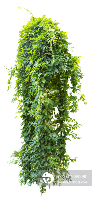 Isolated PNG cutout of an ivy plant on a transparent background, ideal for photobashing, matte-painting, concept art