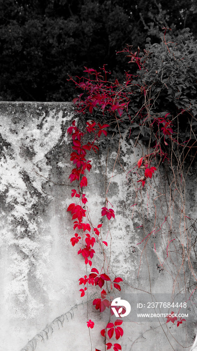 red ivy on a stone wall in autumn