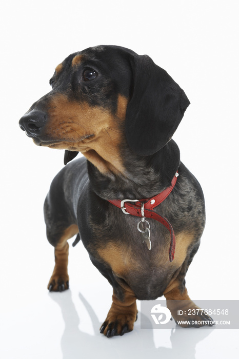 Cute Dachshund wearing red collar isolated over white background