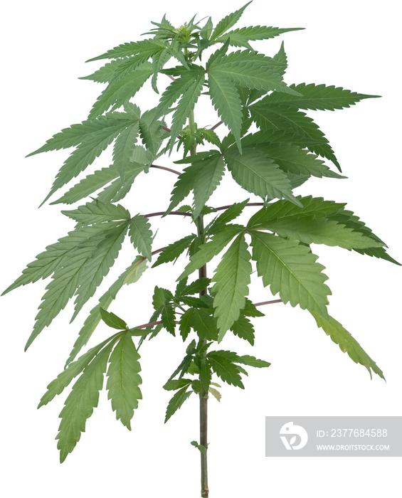 cannabis, hemp plant cut out on transparent background.