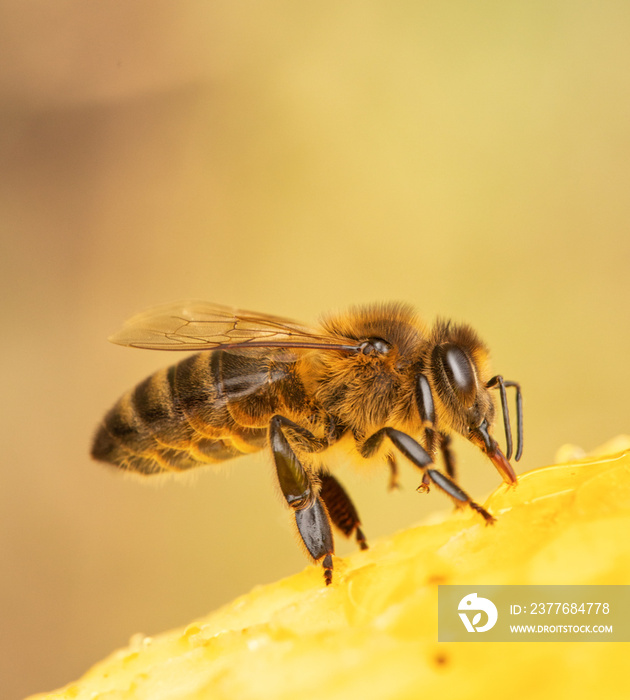 Honey bee on honeycomb close-up selective focus.