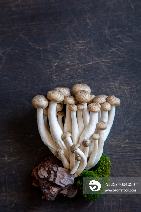 Cluster of fresh brown shimeji mushrooms close up. shimeji mushrooms on wooden background