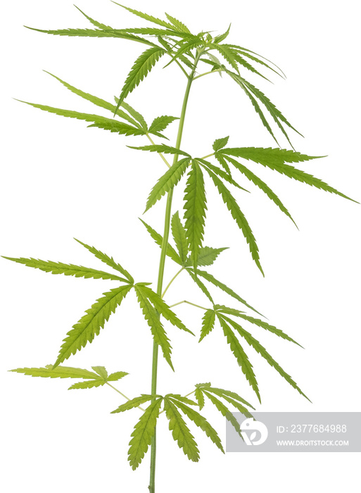 cannabis, hemp plant cut out on transparent background.