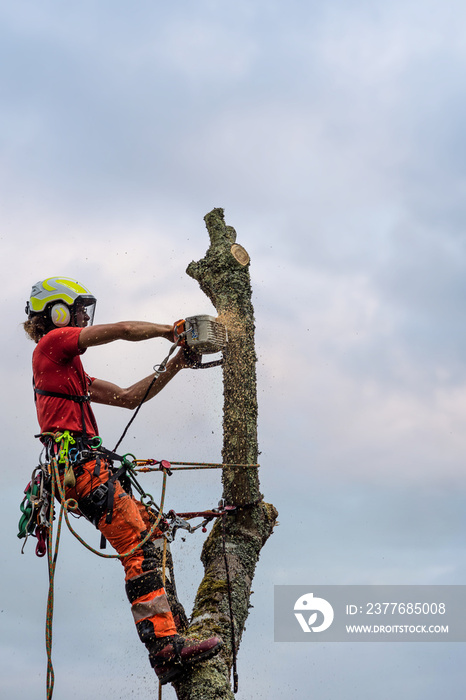 pruner in action in a tree