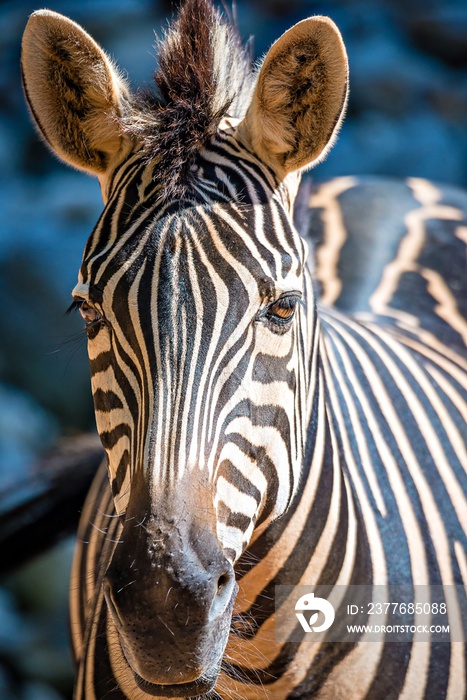 close-up portrait of a zebra animal at zoo