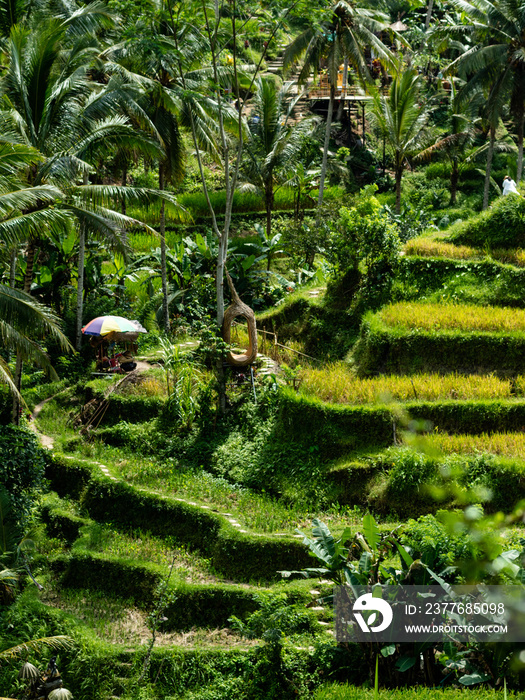 The beautiful Tegalallang rice terraces near Ubud in Bali