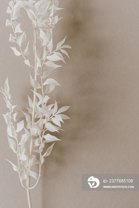 White plant branch on neutral pastel beige background. Minimal stylish still life floral composition.