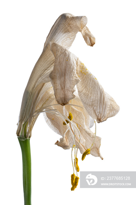 withered white lily flowers isolated on white background