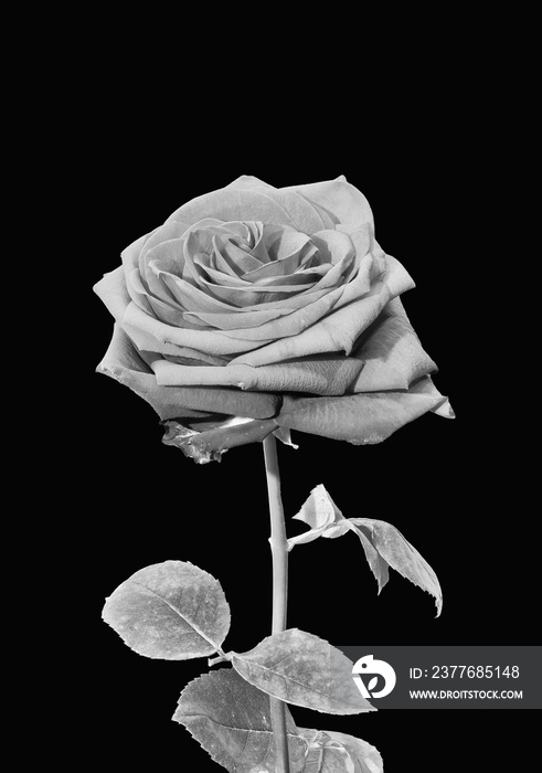 Single isolated gray rose with leaves monochrome macro on black background