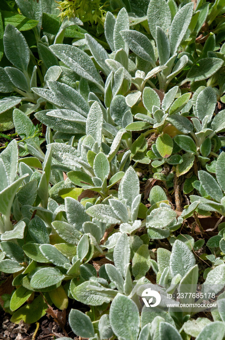 Sydney Australia, fuzzy silvery leaves of stachys byzantina known as lamb’s-ear or woolly hedgenettle