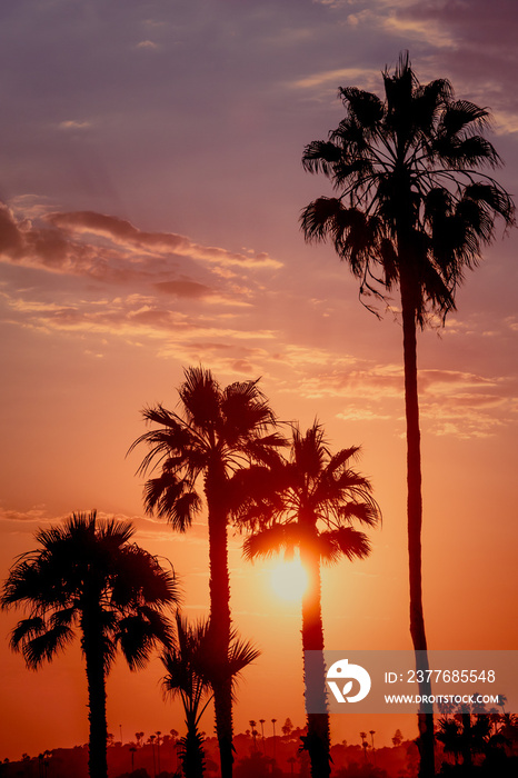 Silhouetted Palm Trees at Sunset Southern California